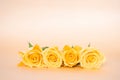 Beautiful yellow roses flower with petals on soft gold orange background and space fortexf. Sweet flowers and anniversary