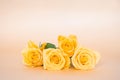 Beautiful yellow roses flower with petals on soft gold orange background and space fortexf. Sweet flowers and anniversary