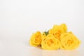 Beautiful yellow roses flower with petals on white gray background and space fortexf. Sweet flowers and anniversary background