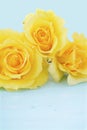 Beautiful yellow roses on rustic wood table. Royalty Free Stock Photo