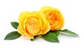 Beautiful yellow roses