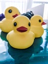 Beautiful yellow rubber bathtub toy ducks swim on a blue water background Royalty Free Stock Photo