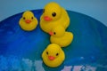 Beautiful yellow rubber bathtub toy ducks swim on a blue water background Royalty Free Stock Photo