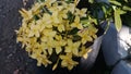 beautiful yellow Saraca asoca flower photo