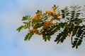 Beautiful yellow scrambled eggs, kalamona Cassia surattensis flower on tree with nature background