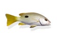 Beautiful yellow sea perch isolate Royalty Free Stock Photo