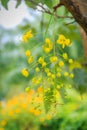 Beautiful yellow shower flower Cassia Fistula on tree. Cassia fistula is also known as the golden rain tree.