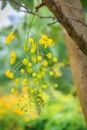 Beautiful yellow shower flower Cassia Fistula on tree. Cassia fistula is also known as the golden rain tree.