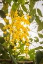 Beautiful yellow shower flower Cassia Fistula on tree. Cassia fistula is also known as the golden rain tree.