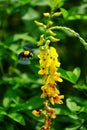 Beautiful yellow shrubs Royalty Free Stock Photo