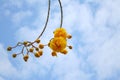 Beautiful yellow Silk Cotton flowers on vivid blue sky,Cochlospermum regium Royalty Free Stock Photo