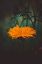 Beautiful yellow single flower. Abstract dark background. Space in background for copy, text, your words Royalty Free Stock Photo