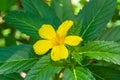 A beautiful yellow single tropical flower, Yellow Alder Turnera ulmifolia.