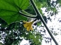 Beautiful yellow small cucumber flower Royalty Free Stock Photo