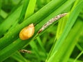 Beautiful yellow snail on grass, Lithuania