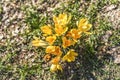 Beautiful yellow snowdrop the first harbinger of spring Royalty Free Stock Photo