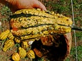 Yellow species of pumpkin