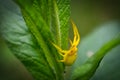 Beautiful yellow spider trying to escape from the photographer Royalty Free Stock Photo