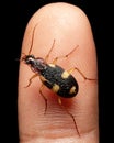 Beautiful Yellow spotted ground beetle on finger Royalty Free Stock Photo