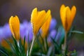 Beautiful yellow spring crocus after spring rain. Saffron in the garden on the lawn Royalty Free Stock Photo