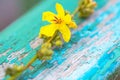 Beautiful yellow spring flower blossom on romantic turquoise cracked paint vintage old wooden board table