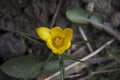 Beautiful yellow spring flower close up in january