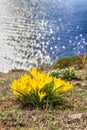 Beautiful yellow spring flowers crocuses on the water background. First spring flowers Royalty Free Stock Photo