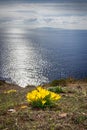 Beautiful yellow spring flowers crocuses on the water background. First spring flowers Royalty Free Stock Photo