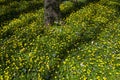 Lesser Celandines Ranunculus ficaria in English woodlands in springtime. For use as a background poster Royalty Free Stock Photo