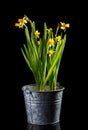 Beautiful yellow spring narcissus flowers in metal bucket isolated