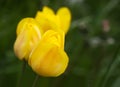 Beautiful yellow spring tulip flowers growing in garden Royalty Free Stock Photo