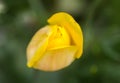 Beautiful yellow spring tulip flowers growing in garden Royalty Free Stock Photo