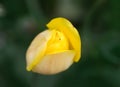 Beautiful yellow spring tulip flowers growing in garden Royalty Free Stock Photo