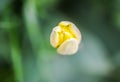 Beautiful yellow spring tulip flowers growing in garden Royalty Free Stock Photo