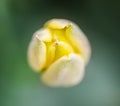 Beautiful yellow spring tulip flowers growing in garden Royalty Free Stock Photo