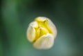 Beautiful yellow spring tulip flowers growing in garden Royalty Free Stock Photo