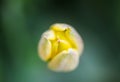 Beautiful yellow spring tulip flowers growing in garden Royalty Free Stock Photo