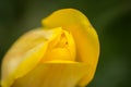 Beautiful yellow spring tulip flowers growing in garden Royalty Free Stock Photo