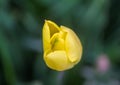 Beautiful yellow spring tulip flowers growing in garden Royalty Free Stock Photo