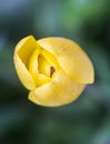 Beautiful yellow spring tulip flowers growing in garden Royalty Free Stock Photo