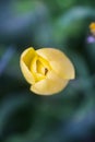 Beautiful yellow spring tulip flowers growing in garden Royalty Free Stock Photo