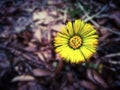 Beautiful yellow spring wild flower in the forest close up Royalty Free Stock Photo