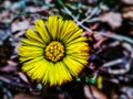 Beautiful yellow spring wild flower in the forest close up Royalty Free Stock Photo