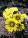 Beautiful yellow spring wild flower in the forest close up Royalty Free Stock Photo