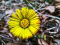 Beautiful yellow spring wild flower in the forest close up Royalty Free Stock Photo