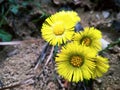 Beautiful yellow spring wild flower in the forest close up Royalty Free Stock Photo