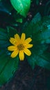 Beautiful yellow Sri Lankan wildflower