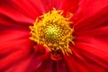 A beautiful yellow stamen in the center in a pretty bright red blooming flower
