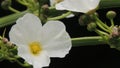 beautiful yellow staments of white water jasmine petals