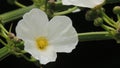 beautiful yellow staments of white water jasmine petals